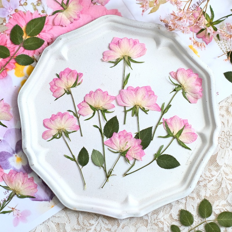 Art Craft Activities - 12 шт., настоящие засушенные прессованные цветы