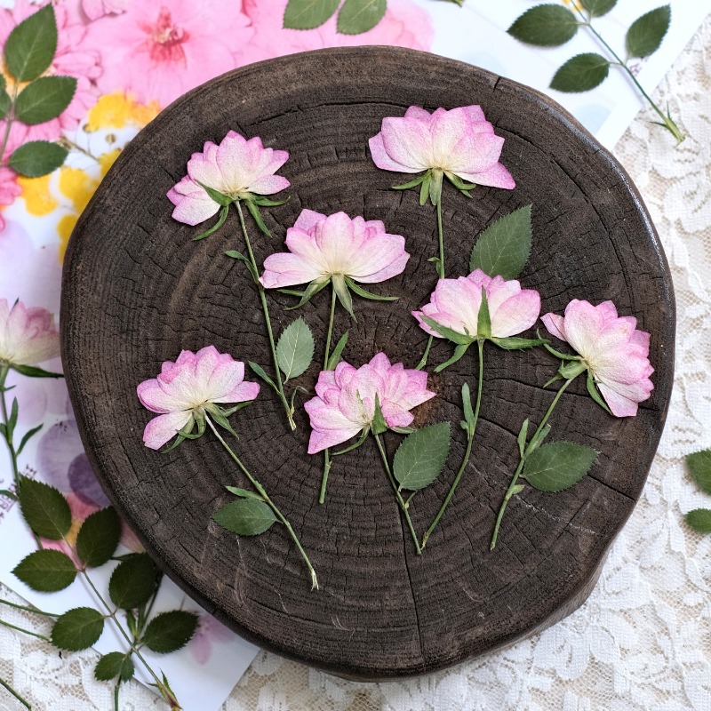 12 шт., настоящие засушенные п – обзор и цена Art Craft Activities